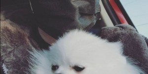 <?php the_title(); ?>