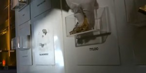 <?php the_title(); ?>