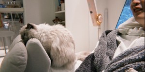 <?php the_title(); ?>