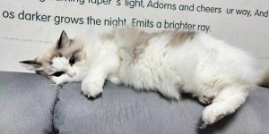 <?php the_title(); ?>