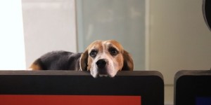 <?php the_title(); ?>