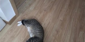 <?php the_title(); ?>