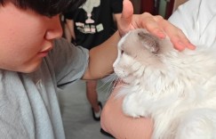 【沙巴娱乐】fengyue晒宠物猫照：给大家留下两张图片，我们骑士之路见！